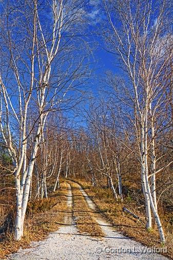 Birch Lane_02027.jpg - Photographed near Perth, Ontario, Canada.